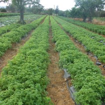 Óleo Essencial de Melissa