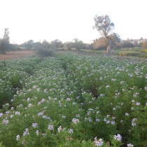 Óleo Essencial de Gerânio 10 ml